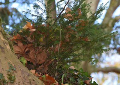 Parc Jean-Rameau, Mont-de-Marsan, nov. 2020 – Copyright Hr pictures
