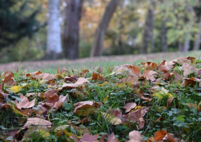 Parc Jean-Rameau, Mont-de-Marsan, nov. 2020 – Copyright Hr pictures
