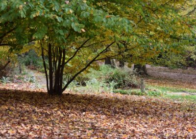 Parc Jean-Rameau, Mont-de-Marsan, nov. 2020 – Copyright Hr pictures