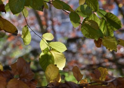 Parc Jean-Rameau, Mont-de-Marsan, nov. 2020 – Copyright Hr pictures