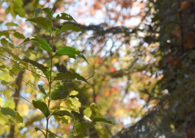 Parc Jean-Rameau, Mont-de-Marsan, nov. 2020 – Copyright Hr pictures