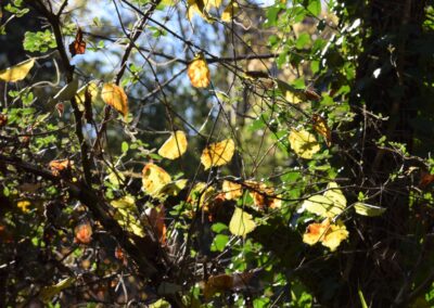 Parc Jean-Rameau, Mont-de-Marsan, nov. 2020 – Copyright Hr pictures