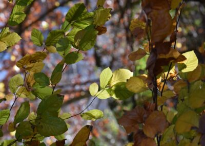 Parc Jean-Rameau, Mont-de-Marsan, nov. 2020 – Copyright Hr pictures