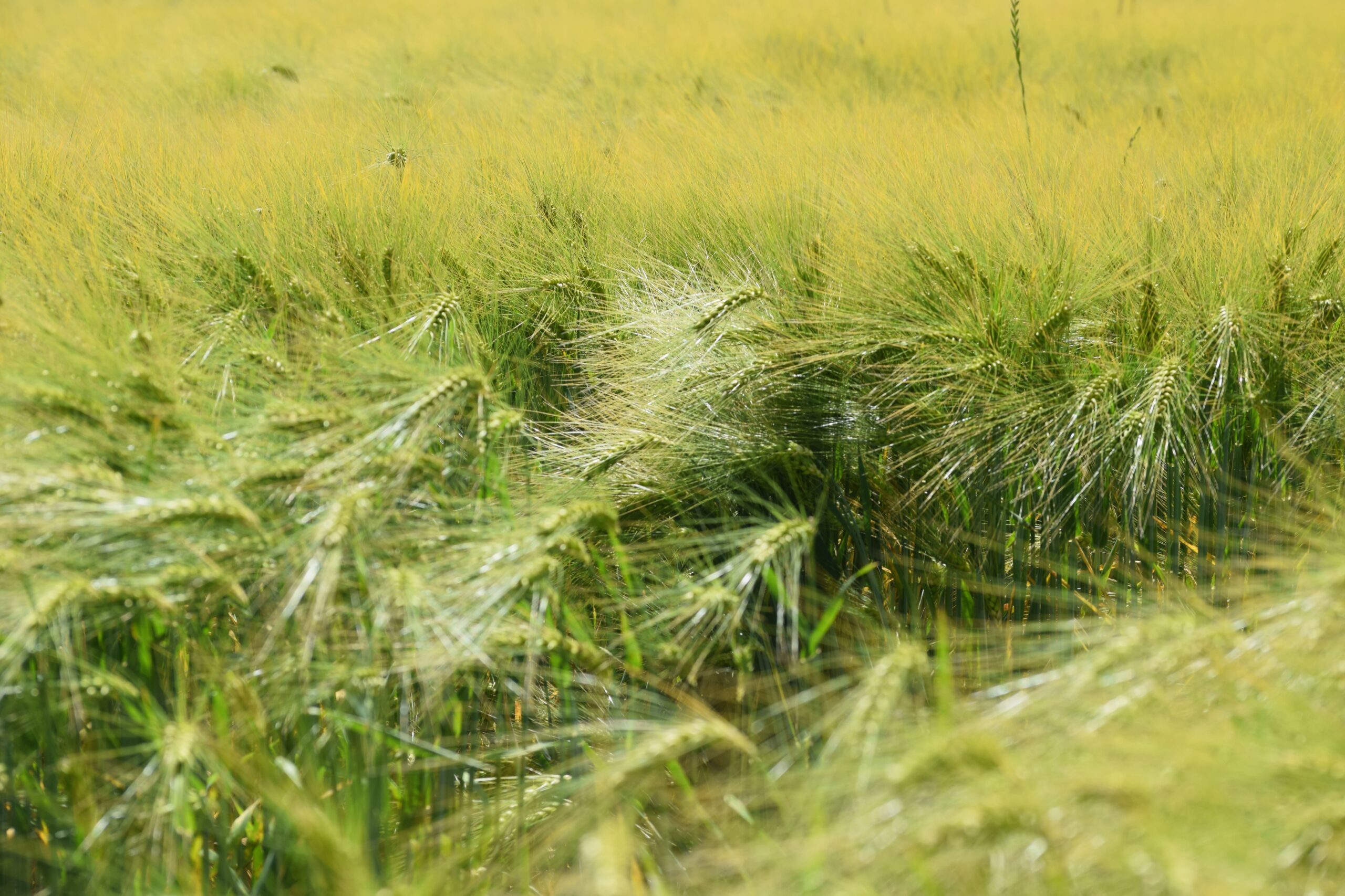 Près de Champcenet, Seine-et-Marne, Hr picture, juin 2025