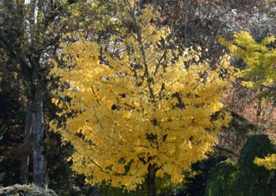 Parc Jean-Rameau, Mont-de-Marsan, nov. 2020 – Copyright Hr pictures