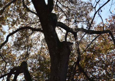 Parc Jean-Rameau, Mont-de-Marsan, nov. 2020 – Copyright Hr pictures