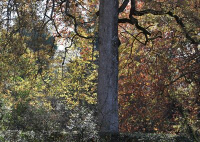 Parc Jean-Rameau, Mont-de-Marsan, nov. 2020 – Copyright Hr pictures
