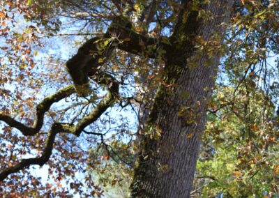 Parc Jean-Rameau, Mont-de-Marsan, nov. 2020 – Copyright Hr pictures