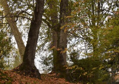 Parc Jean-Rameau, Mont-de-Marsan, nov. 2020 – Copyright Hr pictures