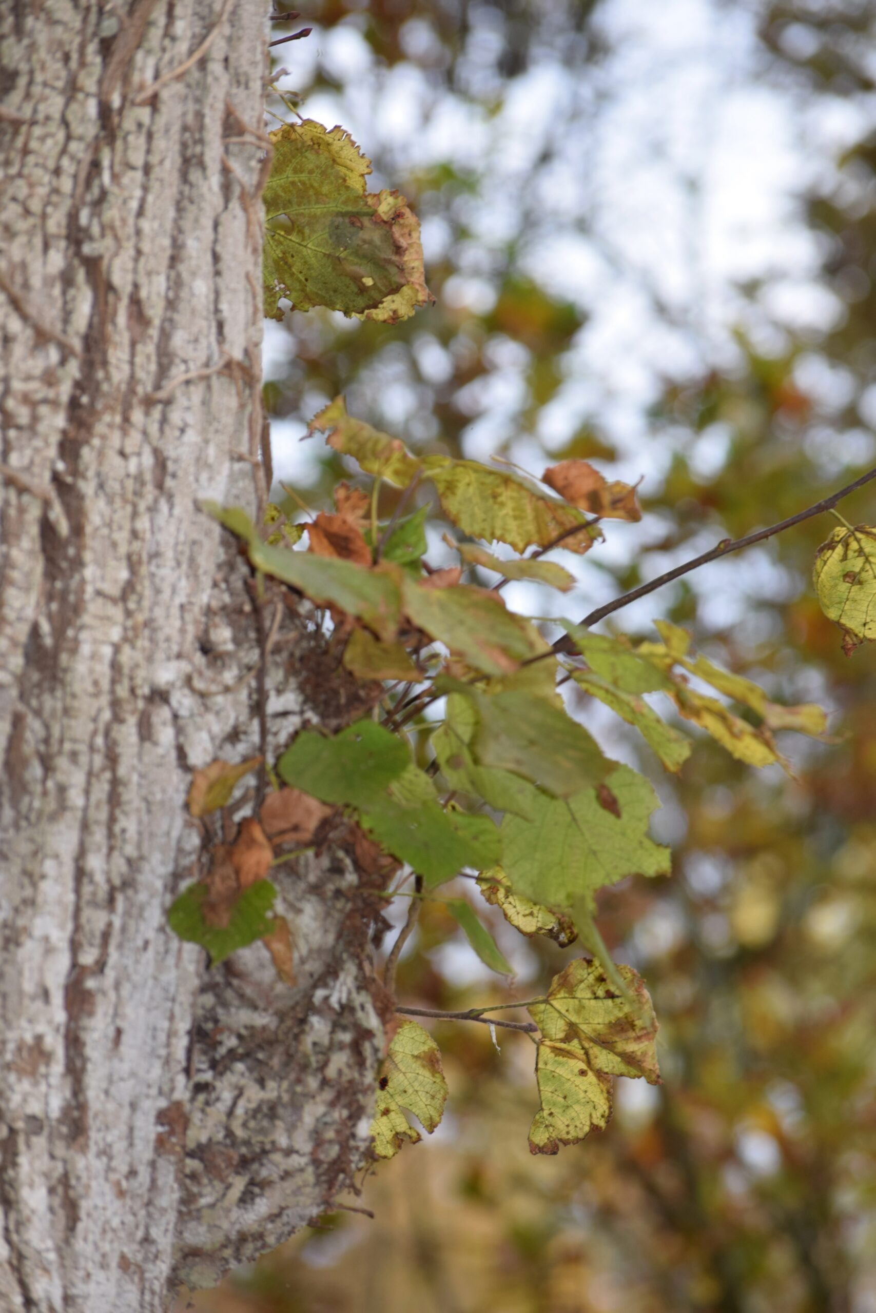 Automne - Copyright Hr pictures Automne - Copyright Hr pictures